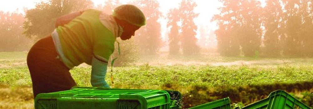 The Journalist’s Woolworths GMO story was correct